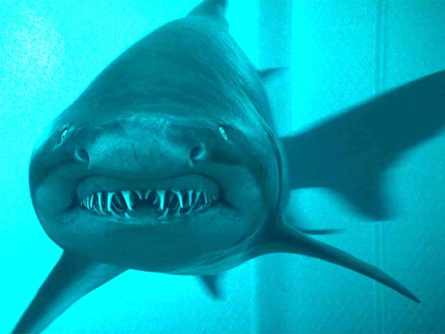submarine deep blue shark